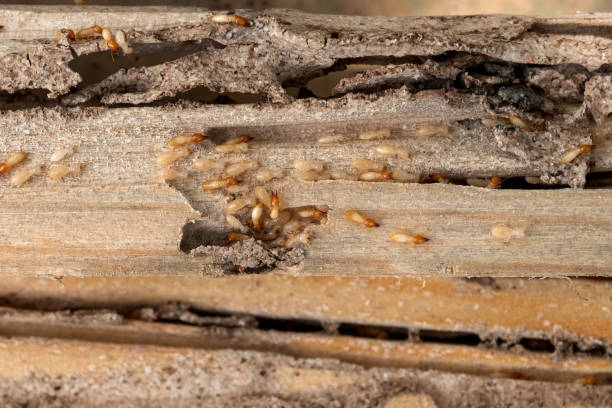 Trusted Largo, FL Pest Control Experts